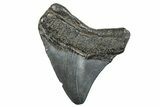 Posterior Fossil Megalodon Tooth - South Carolina #277342-1